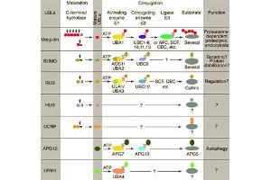 Conjugation pathways for ubiquitin and ubiquitin-like modifiers (UBLs). (RBX1 antibody  (C-Term))