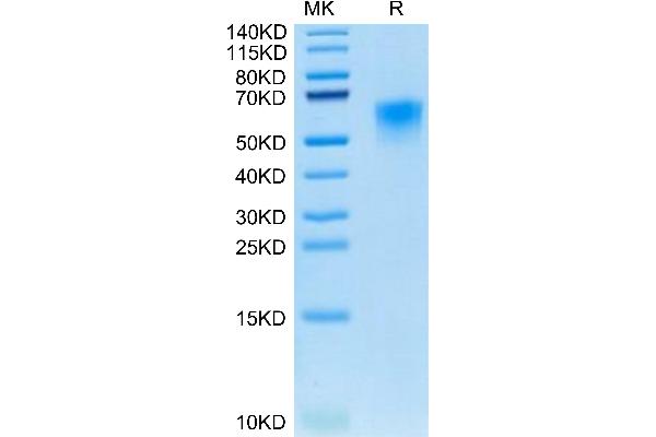 CD46 Protein (CD46) (AA 45-344) (His tag)