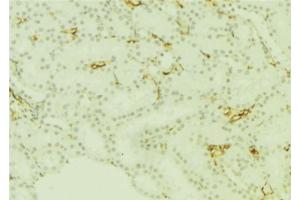 ABIN6277668 at 1/100 staining Mouse kidney tissue by IHC-P. (PLTP antibody  (Internal Region))
