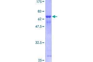 UBLCP1 Protein (AA 1-318) (GST tag)