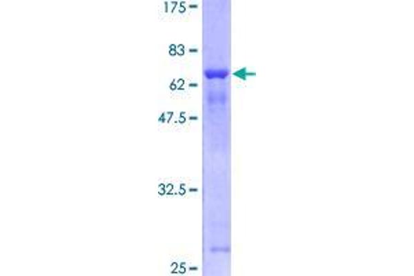 UBLCP1 Protein (AA 1-318) (GST tag)