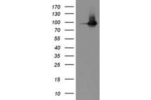 Western Blotting (WB) image for anti-Platelet/endothelial Cell Adhesion Molecule (PECAM1) antibody (ABIN1497251)