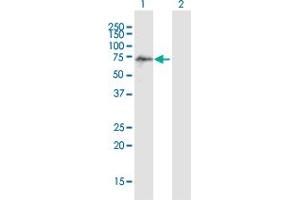 Western Blot analysis of SCMH1 expression in transfected 293T cell line ( H00022955-T01 ) by SCMH1 MaxPab polyclonal antibody. (SCMH1 antibody  (AA 1-660))