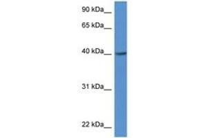 Image no. 1 for anti-Zinc Finger, DHHC-Type Containing 11 (ZDHHC11) (AA 100-149) antibody (ABIN6747230) (ZDHHC11 antibody  (AA 100-149))