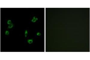 Immunofluorescence analysis of MCF7 cells, using PEVR1 Antibody. (PEVR1 (AA 43-92) antibody)
