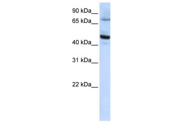 CYP46A1 antibody  (C-Term)
