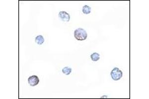 Immunocytochemistry of PDCD5 in Jurkat cells with this product at 5 μg/ml. (PDCD5 antibody  (N-Term))