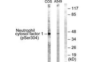 Western blot analysis of extracts from COS7 cells treated with UV 15' and A549 cells, using Neutrophil Cytosol Factor 1 (Phospho-Ser304) Antibody. (NCF1 antibody  (pSer304))