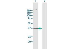 Western Blot analysis of AGPAT5 expression in transfected 293T cell line by AGPAT5 MaxPab polyclonal antibody. (AGPAT5 antibody  (AA 1-364))