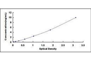 Growth Associated Protein 43 (GAP43) ELISA Kit