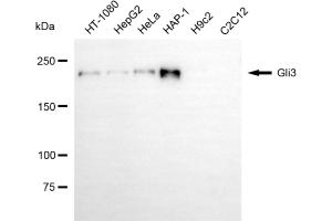 Western blotting analysis using gli3 antibody (ABIN7798721). (Recombinant GLI3 antibody)
