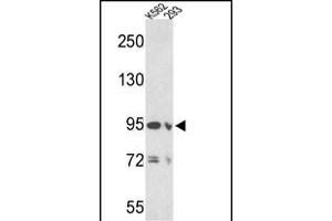 Western blot analysis of EMILIN1 Antibody (N-term) (ABIN390579 and ABIN2840902) in K562 and 293 cell line lysates (35 μg/lane). (Emilin1 antibody  (N-Term))