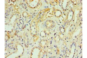 Immunohistochemistry of paraffin-embedded human kidney tissue using ABIN7173837 at dilution of 1:100 (TNFRSF1D (AA 257-386) antibody)