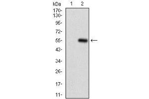 Fig. (MME antibody  (AA 52-246))