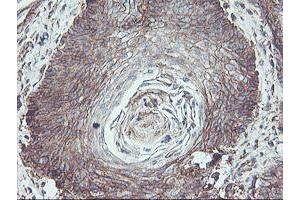 Image no. 2 for anti-Neuroplastin (NPTN) antibody (ABIN1499811) (NPTN antibody)