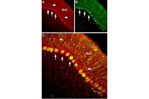 Expression of NaVβ2 in mouse cerebellumImmunohistochemical staining of mouse cerebellum using Anti-SCN2B (NaVβ2) Antibody (ABIN7581959).