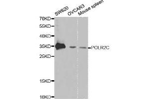Western blot analysis of extracts of various cell lines, using POLR2C antibody. (POLR2C antibody)