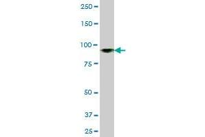 Western Blotting (WB) image for anti-Minichromosome Maintenance Deficient 4 (MCM4) (AA 1-863) antibody (ABIN517777)