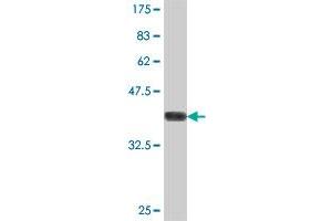 Western Blot detection against Immunogen (38. (SLC4A4 antibody  (AA 121-229))