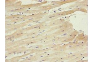 Immunohistochemistry of paraffin-embedded human heart tissue using ABIN7147351 at dilution of 1:100 (Centrin 1 antibody  (AA 1-172))