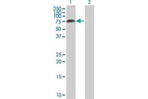 Western Blot analysis of APLP2 expression in transfected 293T cell line by APLP2 MaxPab polyclonal antibody. (APLP2 antibody  (AA 1-522))