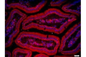 Paraformaldehyde-fixed, paraffin embedded mouse intestine tissue, Antigen retrieval by boiling in sodium citrate buffer(pH6) for 15min, Block endogenous peroxidase by 3% hydrogen peroxide for 30 minutes, Blocking buffer (normal goat serum) at 37°C for 20min, Antibody incubation with ZnT-1 Polyclonal Antibody, Unconjugated  at 1:200 overnight at 4°C, followed by a conjugated secondary and DAPI staining (SLC30A1 antibody  (AA 131-330))