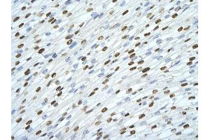 Rabbit Anti-SFPQ antibody         Paraffin Embedded Tissue:  Human Heart    cell Cellular Data:  cardiac cell    Antibody Concentration:  4. (SFPQ antibody  (Middle Region))