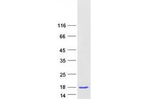 Validation with Western Blot (COX5A Protein (Myc-DYKDDDDK Tag))