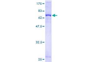 GNAQ Protein (AA 1-359) (GST tag)