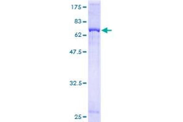 GNAQ Protein (AA 1-359) (GST tag)