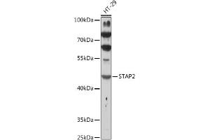 Western blot analysis of extracts of HT-29 cells, using ST antibody (ABIN7270313) at 1:1000 dilution. (STAP2 antibody  (AA 130-220))