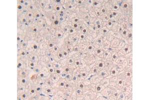 Used in DAB staining on fromalin fixed paraffin- embedded liver tissue (NFIA antibody  (AA 1-143))