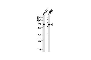 STIP1 Antibody (Center) (ABIN1882135 and ABIN2839438) western blot analysis in A431,A549 cell line lysates (35 μg/lane). (STIP1 antibody  (AA 269-297))