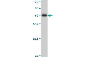 MBNL1 antibody  (AA 1-382)