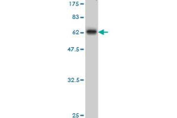 MBNL1 antibody  (AA 1-382)