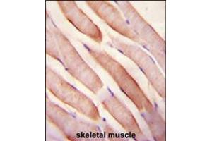 Stanniocalcin-2 (STC2) Antibody immunohistochemistry analysis in formalin fixed and paraffin embedded human skeletal muscle followed by peroxidase conjugation of the secondary antibody and DAB staining. (Stanniocalcin 2 antibody  (N-Term))