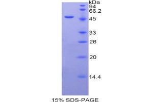 SDS-PAGE analysis of Human ARRB2 Protein. (Arrestin 3 Protein)