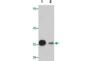 Western blot analysis of rat heart tissue with REEP3 polyclonal antibody  at 1 ug/mL in (Lane 1) the absence and (Lane 2) the presence of blocking peptide.
