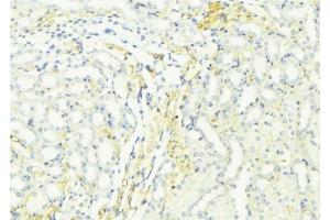 ABIN6276440 at 1/100 staining Mouse kidney tissue by IHC-P. (ARF6 antibody  (Internal Region))