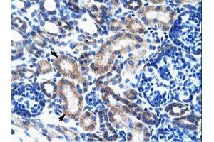 Image no. 1 for anti-One Cut Homeobox 2 (ONECUT2) (AA 293-342) antibody (ABIN202641) (ONECUT2 antibody  (AA 293-342))