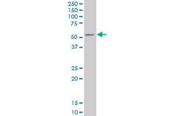 Glycerol Kinase antibody  (AA 2-94)