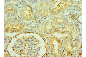 Immunohistochemistry of paraffin-embedded human kidney tissue using ABIN7161572 at dilution of 1:100 (NAMPT antibody  (AA 1-280))