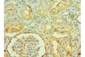 Immunohistochemistry of paraffin-embedded human kidney tissue using ABIN7161572 at dilution of 1:100 (NAMPT antibody  (AA 1-280))
