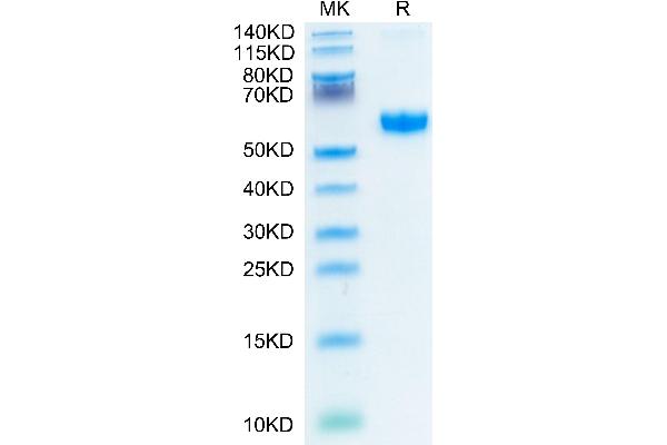 CD137 Protein (AA 24-186) (Fc-Avi Tag)