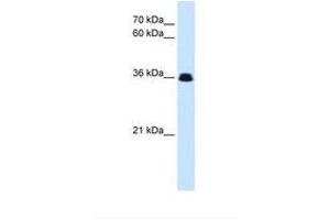 Image no. 1 for anti-EVX1 (EVX1) (N-Term) antibody (ABIN6738407) (EVX1 antibody  (N-Term))