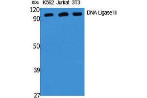 Western Blot (WB) analysis of specific cells using DNA Ligase III Polyclonal Antibody.