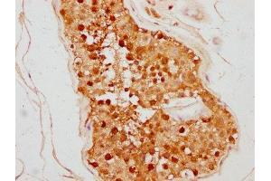 IHC image of ABIN7172910 diluted at 1:500 and staining in paraffin-embedded human testis tissue performed on a Leica BondTM system. (TSNAX antibody  (AA 1-87))