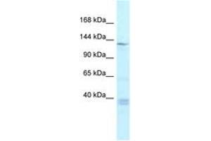 Image no. 1 for anti-Tankyrase, TRF1-Interacting Ankyrin-Related ADP-Ribose Polymerase (TNKS) (AA 448-497) antibody (ABIN6747515) (TNKS antibody  (AA 448-497))