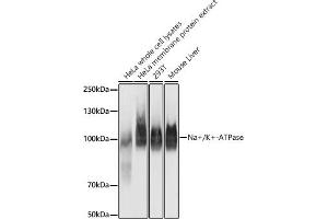 Western blot analysis of extracts of various cell lines, using Na+/K+-ATPase antibody (ABIN7270390) at 1:100000 dilution. (ATP1A1 antibody)