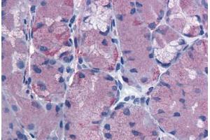 Anti-CCKBR antibody  ABIN1048384 IHC staining of human stomach.